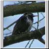 Sturnus vulgaris - Star 01.jpg